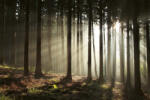 Dimex Vlies Fotótapéta - Early fog morning - 375x250 cm (MS-5-1902)