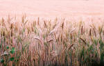 Dimex WHEAT FIELD fotótapéta, poszter, vlies alapanyag, 375x250 cm (MS-5-1715)