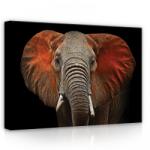 Consalnet Elefánt, vászonkép, 70x50 cm méretben (C5-11752O7)