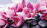 Consalnet Orchidea köveken poszter, fotótapéta (152, 5 x 104 cm) (C1-1337VEL)