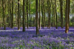Dimex Vlies Fotótapéta - Bluebells forest - 375x250 cm (MS-5-1860)