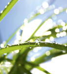 Dimex GRASS fotótapéta, poszter, vlies alapanyag, 225x250 cm (MS-3-0154)