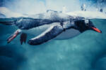 Dimex GENTOO PENGUIN SWIMMING MARINE LIFE fotótapéta, poszter, vlies alapanyag, 375x250 cm (MS-5-0499)