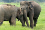 Dimex Vlies Fotótapéta - Elephants in National Park - 375x250 cm (MS-5-0494)