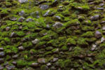 Dimex Vlies Fotótapéta - Moss on old stone wall - 375x250 cm (MS-5-2359)