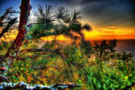 Dimex Vlies Fotótapéta - Pine and sunset - 375x250 cm (MS-5-1787)