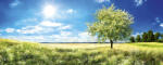 Dimex BLOSSOM TREE fotótapéta, poszter, vlies alapanyag, 375x150 cm (MP-2-0096)
