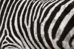 Dimex Vlies Fotótapéta - Zebra Skin Fur Texture - 375x250 cm (MS-5-2586)