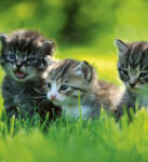 Dimex KITTENS fotótapéta, poszter, vlies alapanyag, 225x250 cm (MS-3-0222)