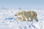 Dimex Vlies Fotótapéta - Polar bear family - 375x250 cm (MS-5-0436)