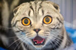 Dimex Vlies Fotótapéta - Funny cat - 375x250 cm (MS-5-0557)