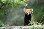 Dimex Vlies Fotótapéta - Lesser panda in zoo - 375x250 cm (MS-5-0624)