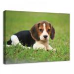 Consalnet Kutya, vászonkép, 70x50 cm méretben (C5-11374O7)