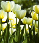 Dimex WHITE TULIPS fotótapéta, poszter, vlies alapanyag, 225x250 cm (MS-3-0127)