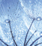 Dimex DANDELION WATER DROPS fotótapéta, poszter, vlies alapanyag, 225x250 cm (MS-3-0125)