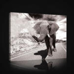 Consalnet Vászonkép, Elefánt az országúton 80x60 cm méretben (C5-2686O6)