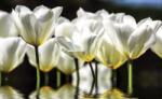 Consalnet Tulipánok poszter, fotótapéta (152, 5 x 104 cm) (C1-1101VEL)