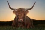 Dimex Vlies Fotótapéta - Scottish highlander cow - 375x250 cm (MS-5-0462)