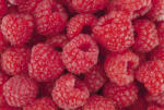 Dimex RASPBERRY fotótapéta, poszter, vlies alapanyag, 375x250 cm (MS-5-0242)