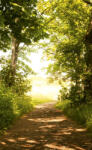 Dimex FOREST PATH fotótapéta, poszter, vlies alapanyag, 150x250 cm (MS-2-0093)