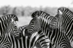 Dimex Vlies Fotótapéta - Zebra herd - 375x250 cm (MS-5-0393)