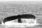 Dimex Vlies Fotótapéta - Whale in Provincetown - 375x250 cm (MS-5-0513)