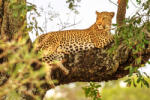 Dimex Vlies Fotótapéta - African Leopard - 375x250 cm (MS-5-0571)