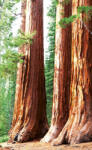 Dimex SEQUOIA fotótapéta, poszter, vlies alapanyag, 150x250 cm (MS-2-0102)