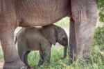 Dimex Vlies Fotótapéta - Elephant protected by mother - 375x250 cm (MS-5-0480)