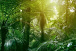 Dimex Vlies Fotótapéta - Tropical jungle tree - 375x250 cm (MS-5-1581)