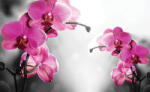 Consalnet Orchidea poszter, fotótapéta (104 x 70, 5 cm) (C1-1034VEM)
