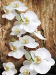 Consalnet Orchidea poszter, fotótapéta (206 x 275 cm) (C1-1017VEA)