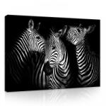 Consalnet Zebrák, vászonkép, 70x50 cm méretben (C5-11761O7)