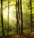 Dimex FOREST fotótapéta, poszter, vlies alapanyag, 225x250 cm (MS-3-0098)