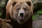 Dimex Vlies Fotótapéta - Mainland grizzly - 375x250 cm (MS-5-0430)