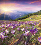 Dimex CROCUSES AT SPRING fotótapéta, poszter, vlies alapanyag, 225x250 cm (MS-3-0064)