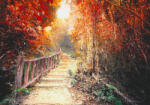 Sverus Fotótapéta Pathway In The Fantasy Forest, 416 x 290 cm (SV-46475071WM-416X290CM)