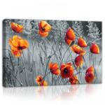 Consalnet Pipacsok, vászonkép, 60x40 cm méretben (C5-11746O4)