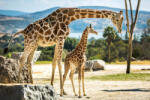 Dimex Vlies Fotótapéta - Giraffe family - 375x250 cm (MS-5-0447)