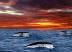 Dimex TAILS WHALES fotótapéta, poszter, vlies alapanyag, 375x250 cm (MS-5-0525)