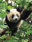 Consalnet Panda poszter, fotótapéta (184 x 254 cm) (C1-3398V4A)