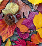 Dimex AUTUMN LEAVES fotótapéta, poszter, vlies alapanyag, 225x250 cm (MS-3-0112)
