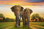 Dimex Vlies Fotótapéta - Elephants family on sunset - 375x250 cm (MS-5-0489)