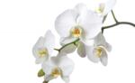 Consalnet Orchidea poszter, fotótapéta (152, 5 x 104 cm) (C1-737VEL)