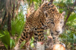 Dimex Vlies Fotótapéta - Jaguar in The Jungle - 375x250 cm (MS-5-0581)