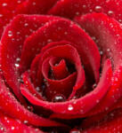 Dimex RED ROSE fotótapéta, poszter, vlies alapanyag, 225x250 cm (MS-3-0138)