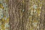 Dimex Vlies Fotótapéta - Tree bark texture - 375x250 cm (MS-5-2338)