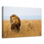 Consalnet Oroszlán, vászonkép, 70x50 cm méretben (C5-11750O7)