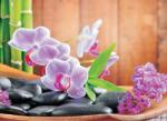 Consalnet Orchidea poszter, fotótapéta (152, 5 x 104 cm) (C1-8-115VEL)