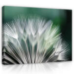 Consalnet Vászonkép, Pitypang, 80x60 cm méretben (C5-118O6)